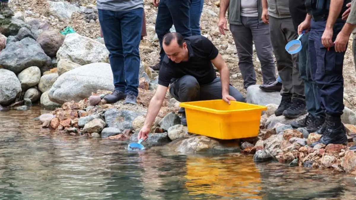 Trabzon’da üretilen 30 bin alabalık Artvin’de derelere bırakıldı