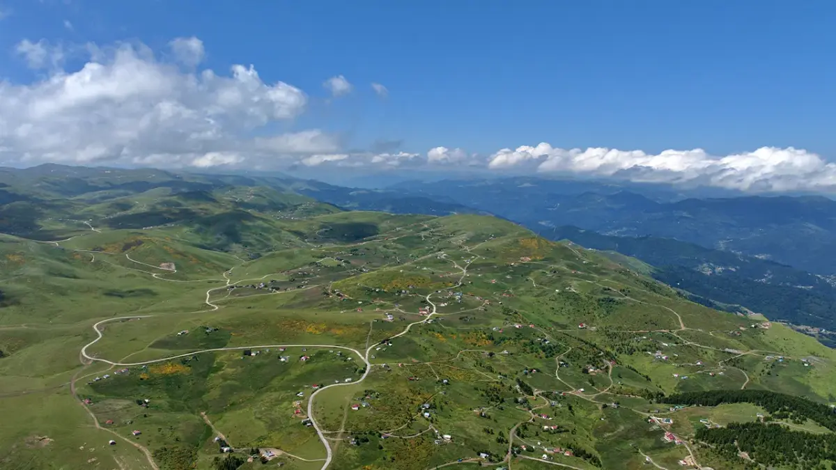 : Trabzon’da yaylalar renklendi! Zifin çiçekleri görsel şölen oluşturdu