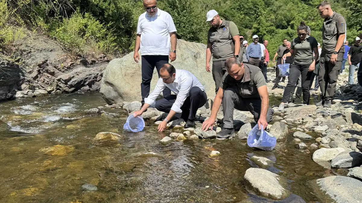 Trabzon'da yetiştirildi! 15 bin Karadeniz alası sel bölgesine bırakıldı