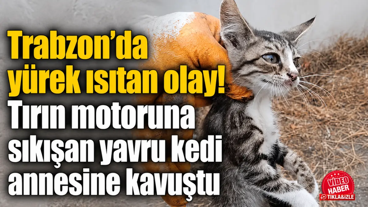 Trabzon'da yürek ısıtan olay! Tırın motoruna sıkışan yavru kedi annesine kavuştu