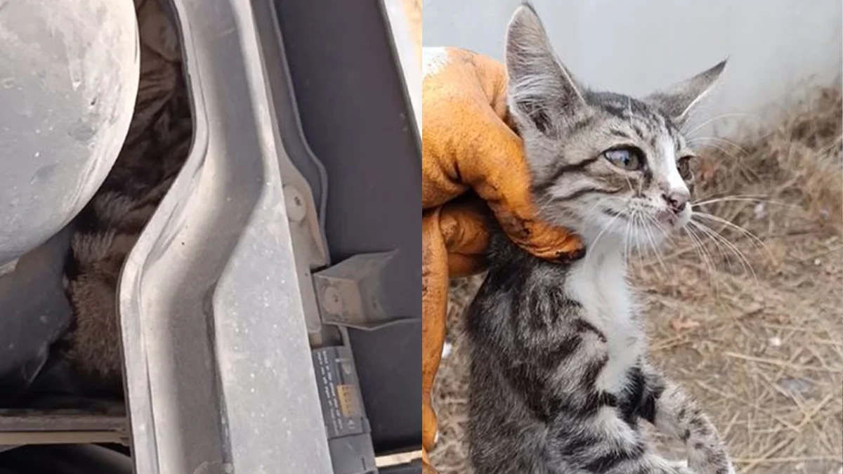 Trabzon'da yürek ısıtan olay! Tırın motoruna sıkışan yavru kedi annesine kavuştu