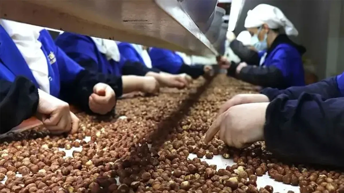Türkiye fındık ihracatından 6 ayda 1,4 milyar dolar kazandı