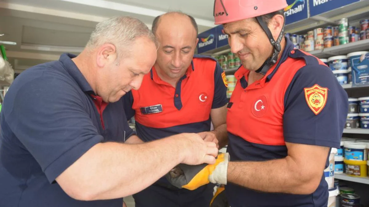 Ünye'de ebabil kuşu seferberliği! Çatı saçağında mahsur kaldı