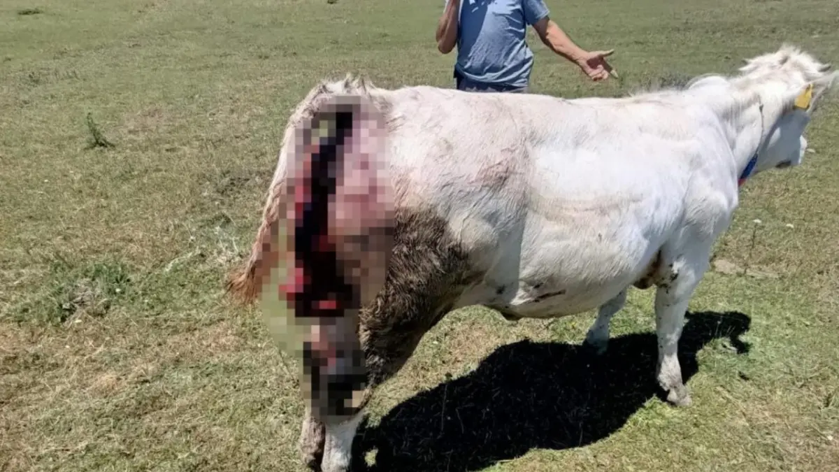 Yaylalarda ayı kabusu! Üreticiler can güvenliği için alarm verdi