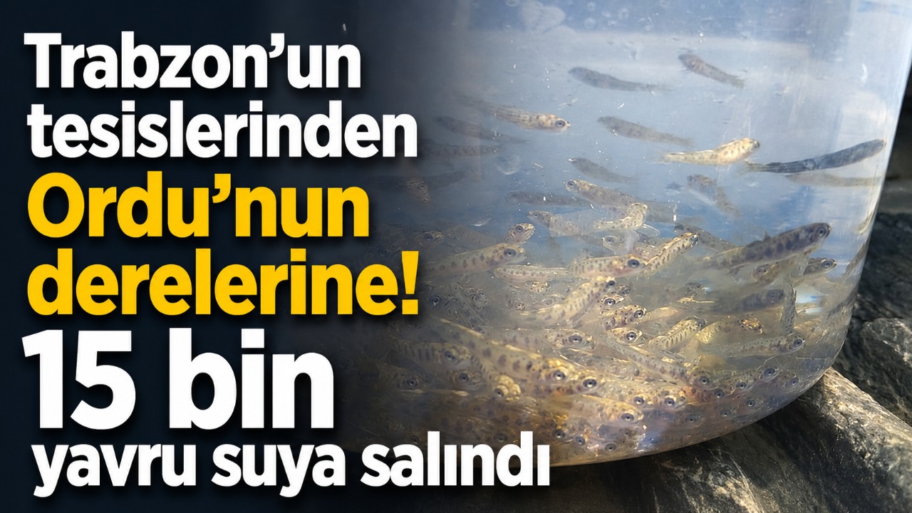 Trabzon’un tesislerinden Ordu’nun derelerine! 15 bin yavru suya salındı