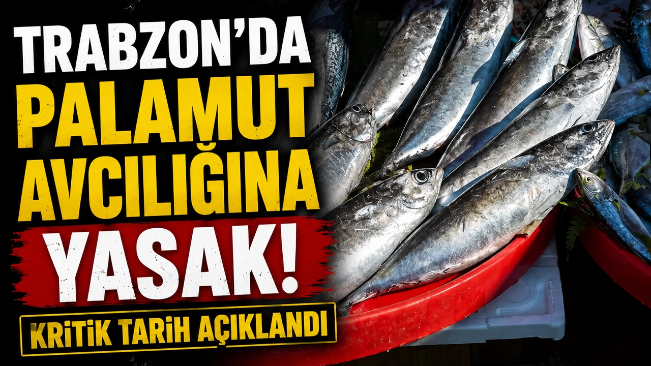 Trabzon'da palamut avcılığına yasak! Kritik tarih açıklandı