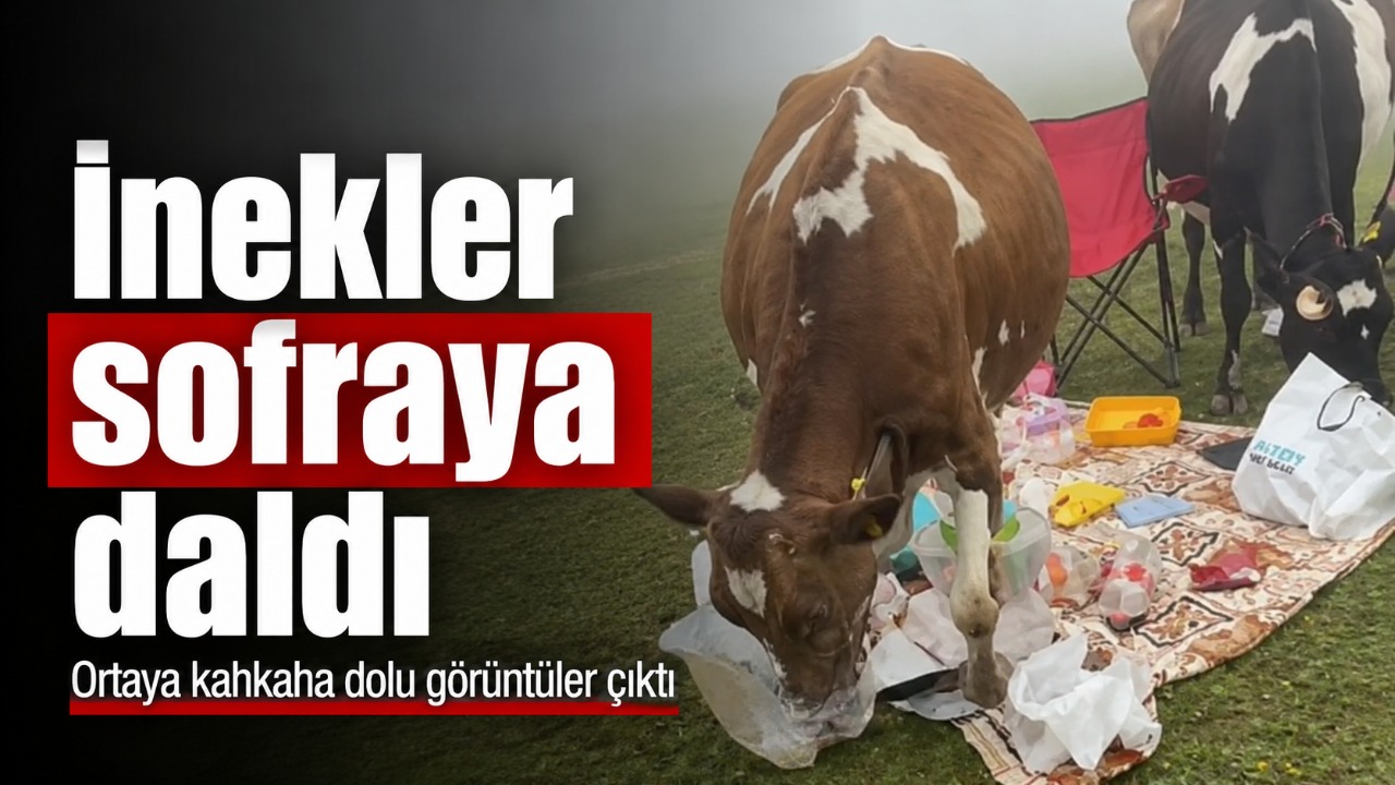 İnekler sofraya daldı, ortaya kahkaha dolu görüntüler çıktı