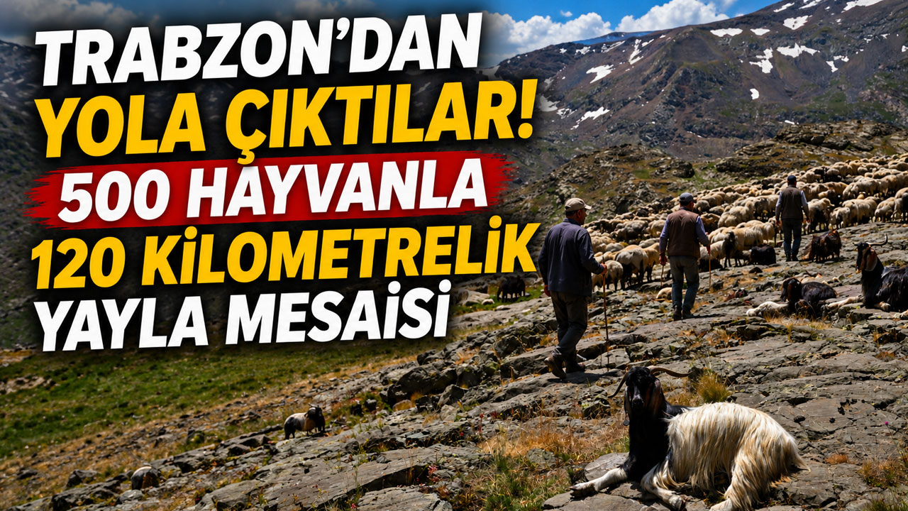 Trabzon’dan yola çıktılar! 500 hayvanla 120 kilometrelik yayla mesaisi