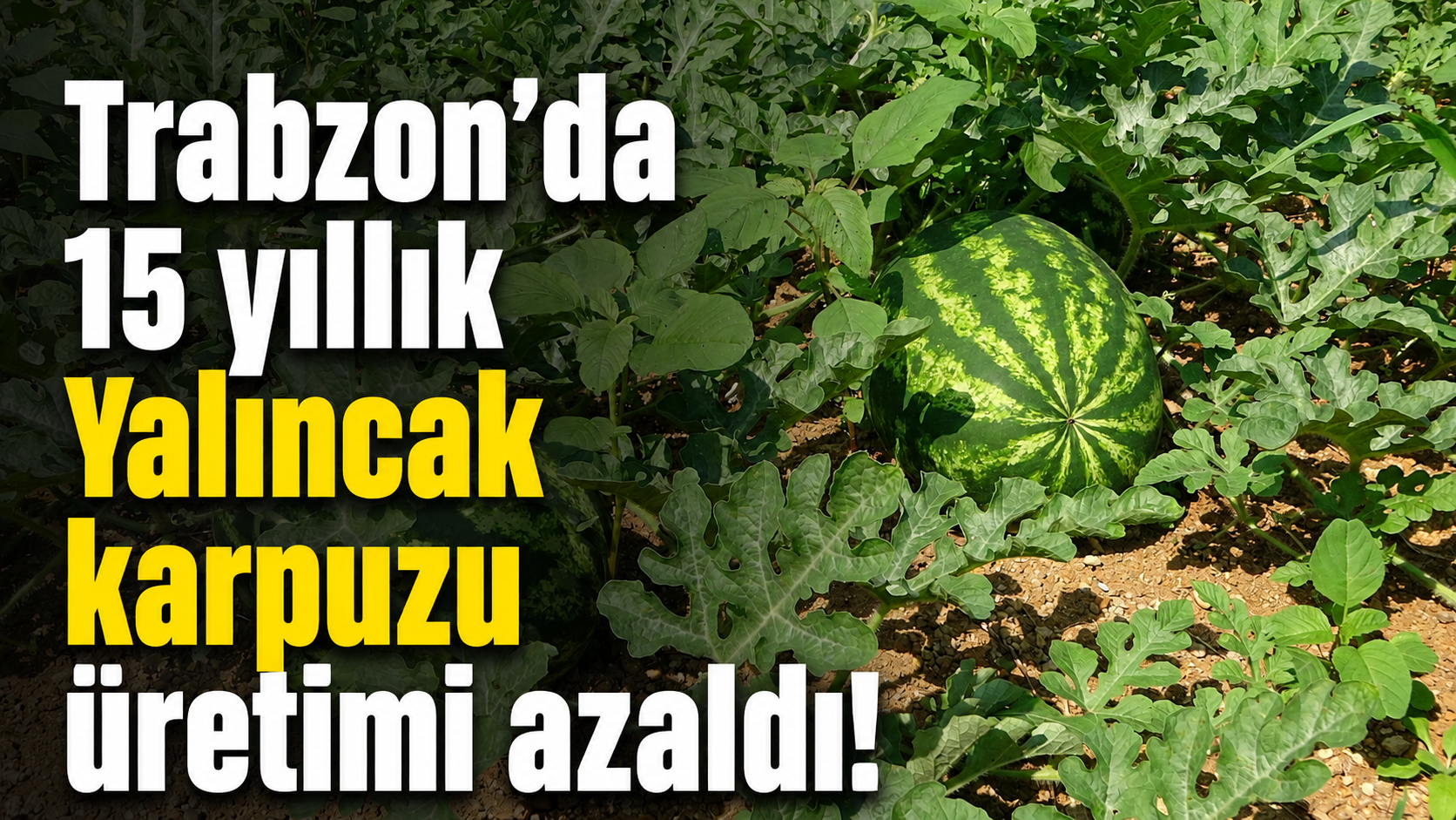 Trabzon’da 15 yıllık Yalıncak karpuzu üretimi azaldı!
