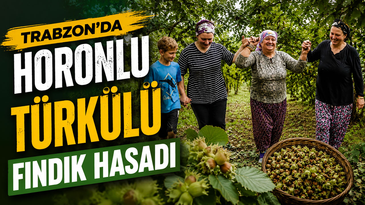 Trabzon'da horonlu türkülü fındık hasadı