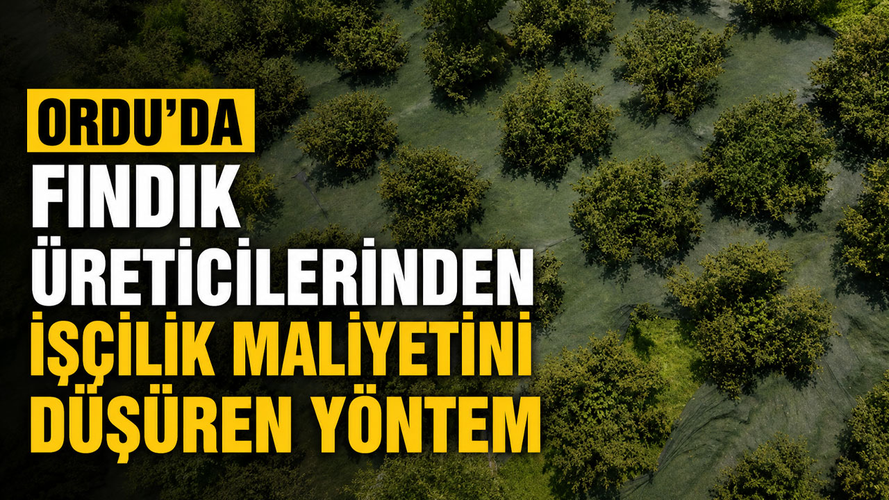 Ordu’da fındık üreticilerinden işçilik maliyetini düşüren yöntem