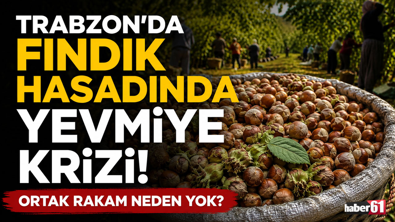 Trabzon'da fındık hasadında yevmiye krizi! Ortak rakam neden yok?