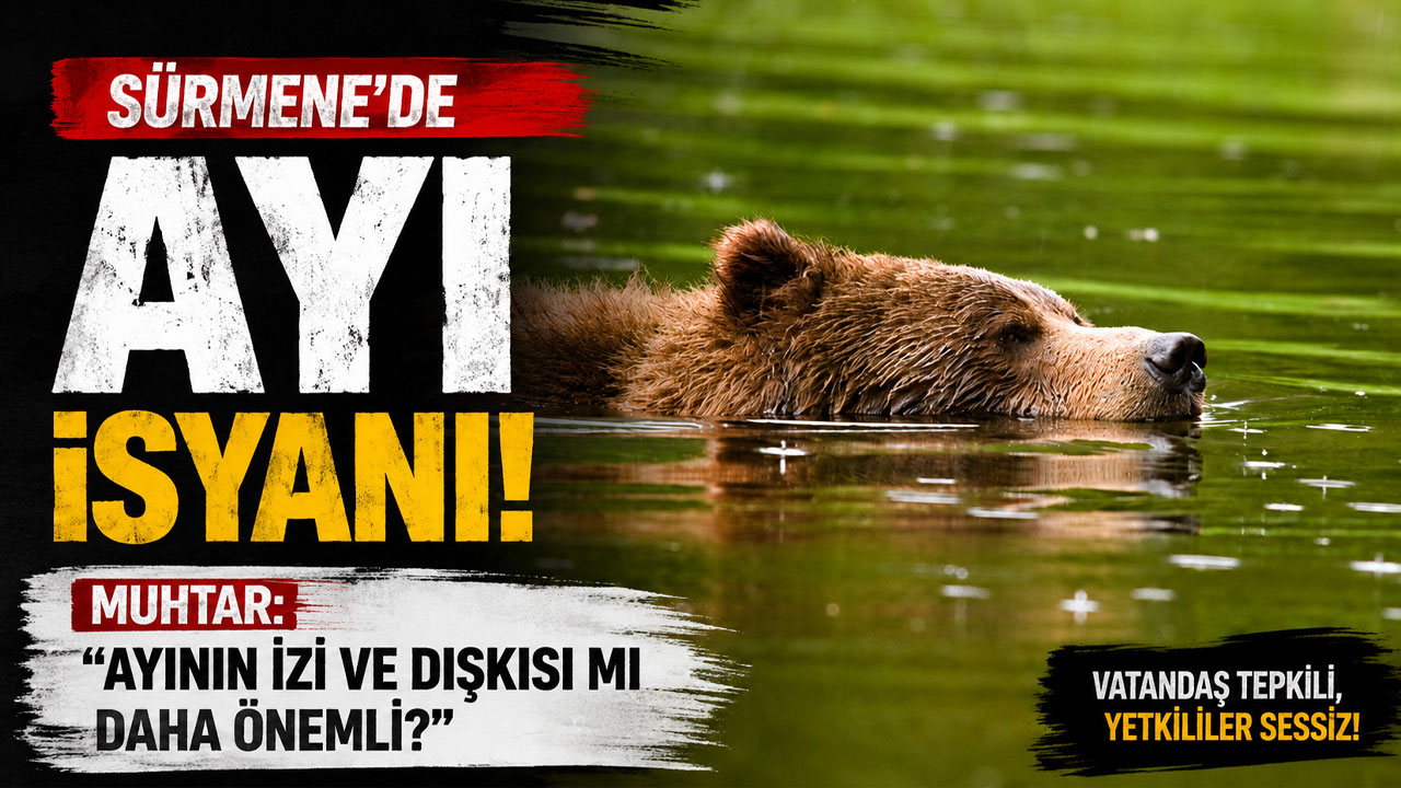 Sürmene’de ayı isyanı! Muhtar isyan etti