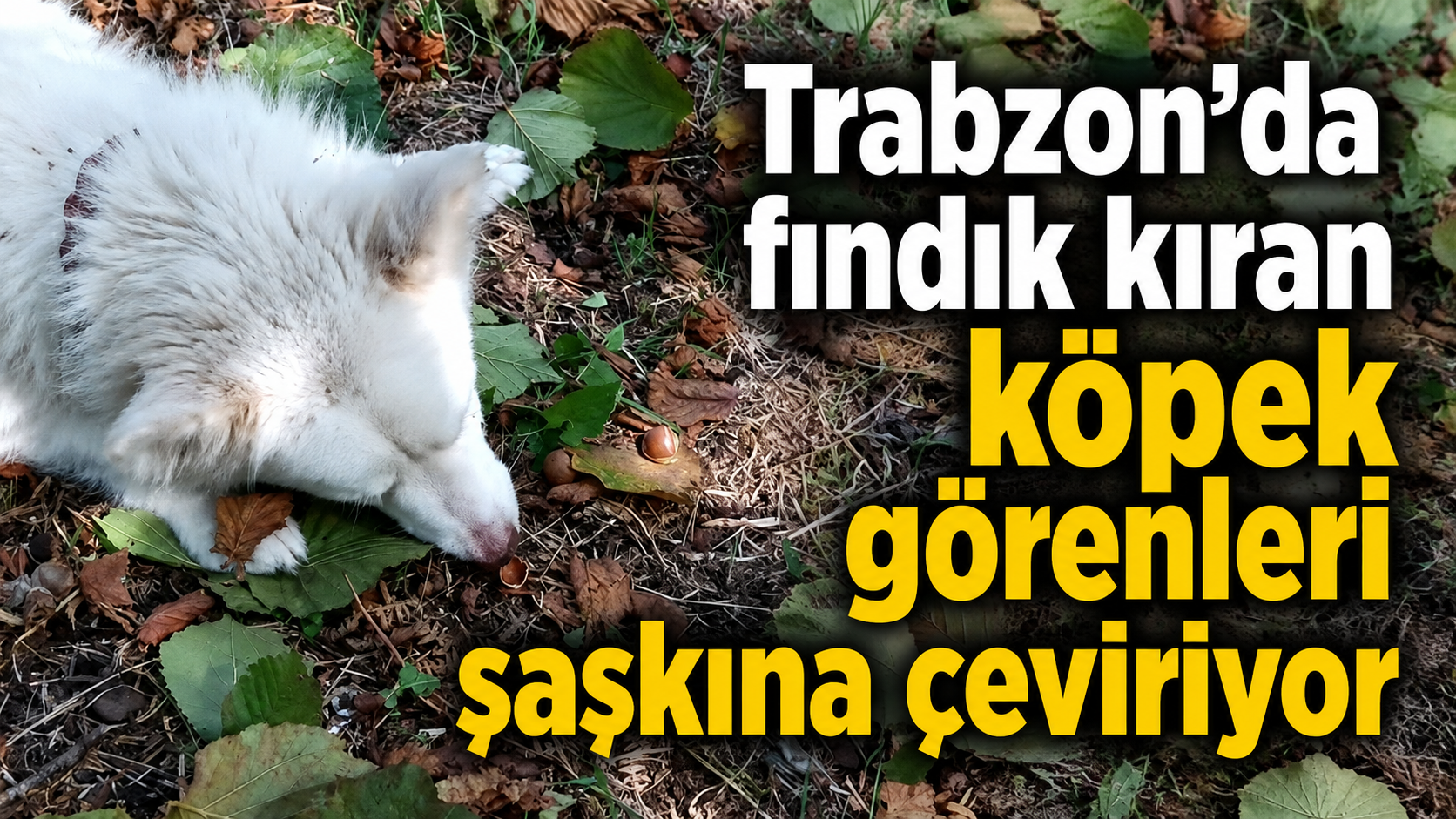 Trabzon’da fındık kıran köpek görenleri şaşkına çeviriyor