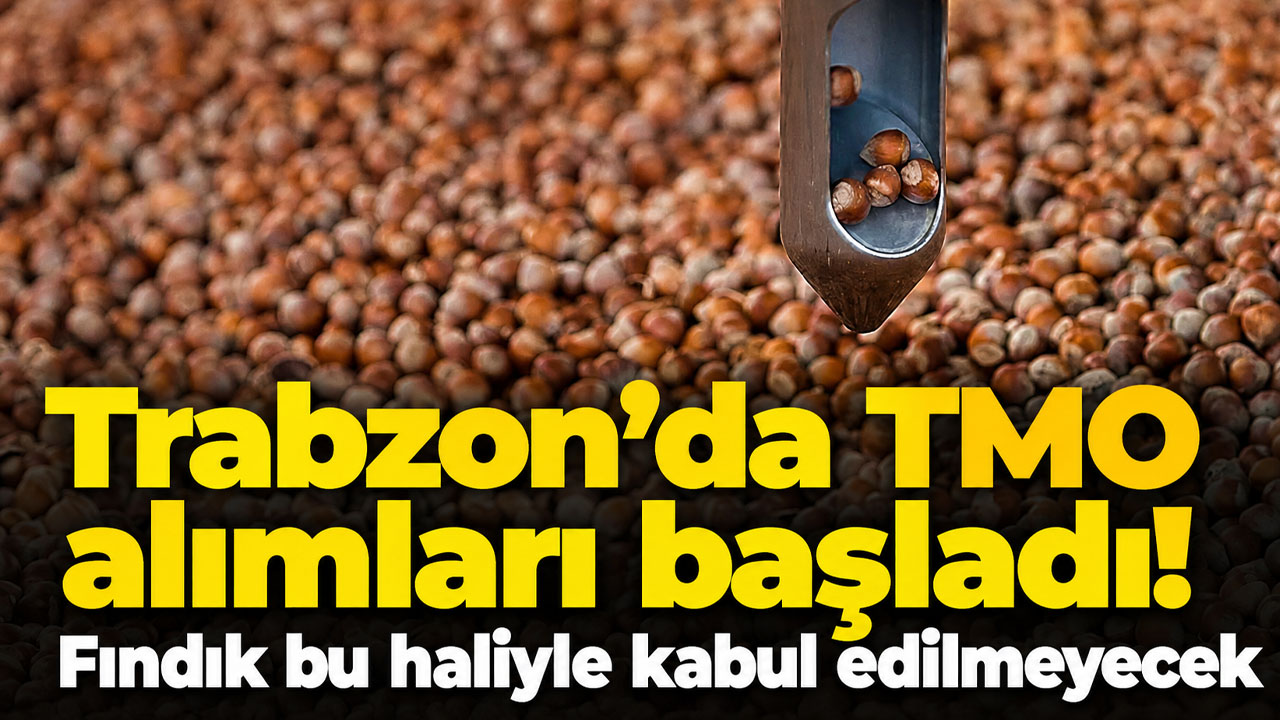 Trabzon’da TMO alımları başladı! Fındık bu haliyle kabul edilmeyecek