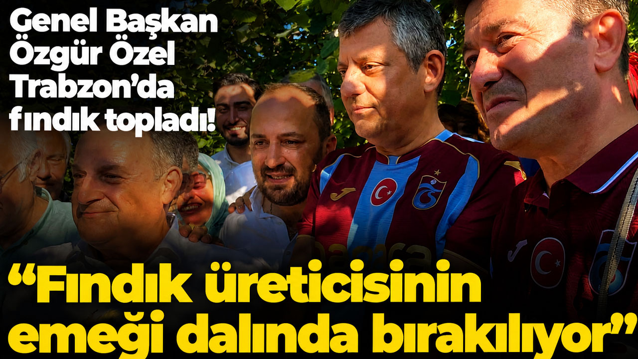 Genel Başkan Özgür özel Trabzonda fındık topladı! "Fındık üreticisinin emeği dalında bırakılıyor"