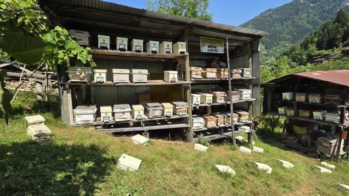 Artvin Macahel'de 2026 bal hasadı törenle başladı