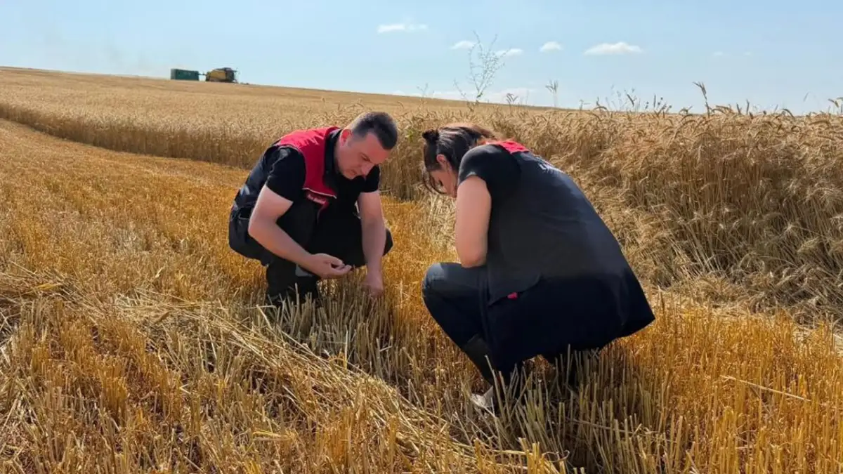 Bayburt Aydıntepe’de hububat hasadı başladı, kontroller sürüyor