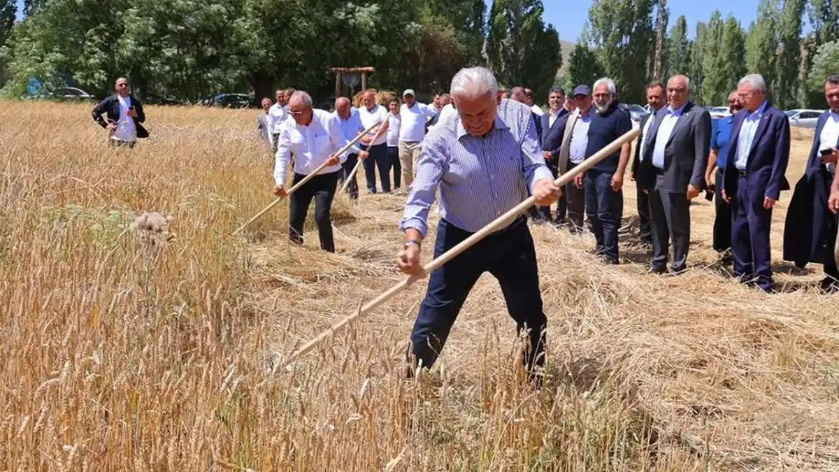 Bayburt'ta asırlık hasat geleneği yeniden canlandı! Binali Yıldırım da katıldı