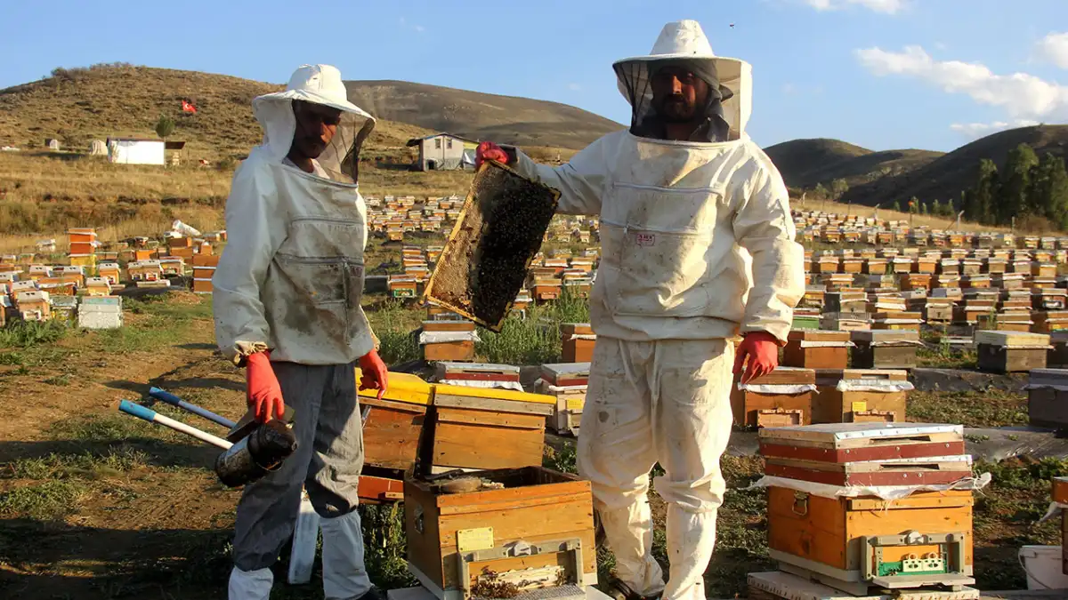 Bayburt’ta bal hasadı başladı: Arıcıların tatlı telaşı