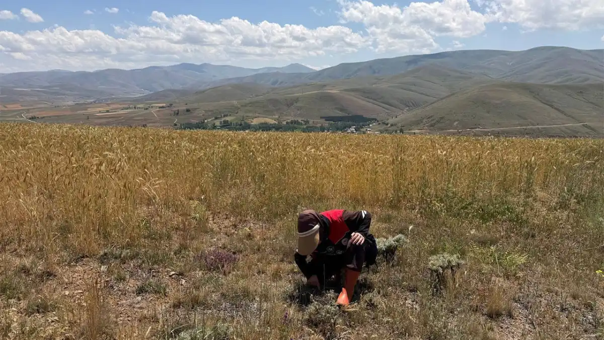 Bayburt’ta ekili alanlarda zararlı takibi sürüyor