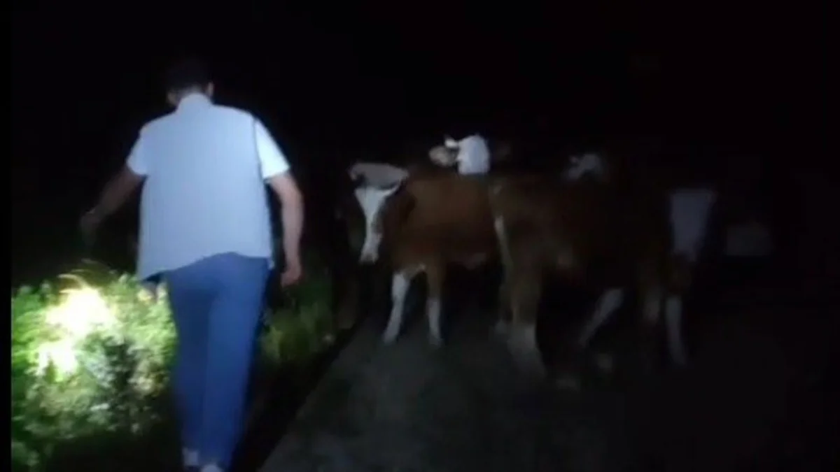 Bayburt’ta kaybolan 13 inek dağlık alanda bulundu