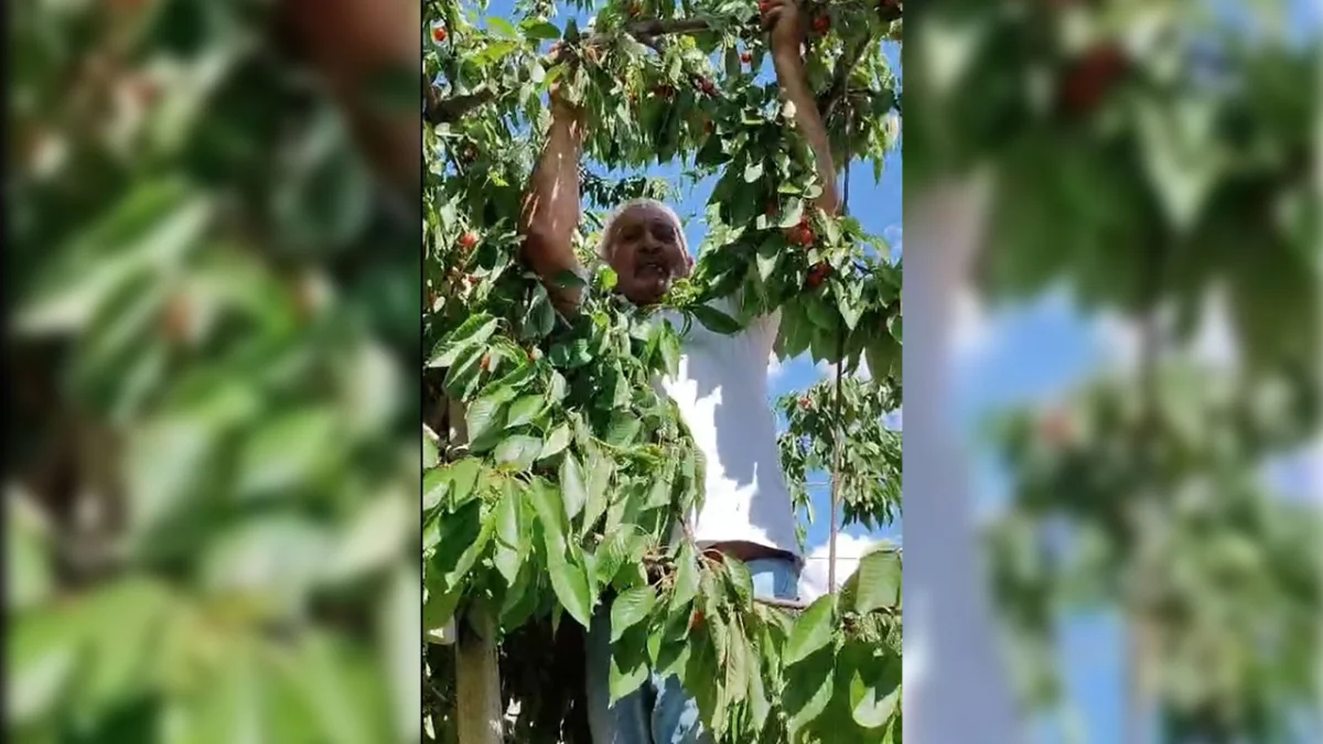 Bayburt’ta kiraz hasadı: Dalda kalan meyveler kargalara bırakılıyor
