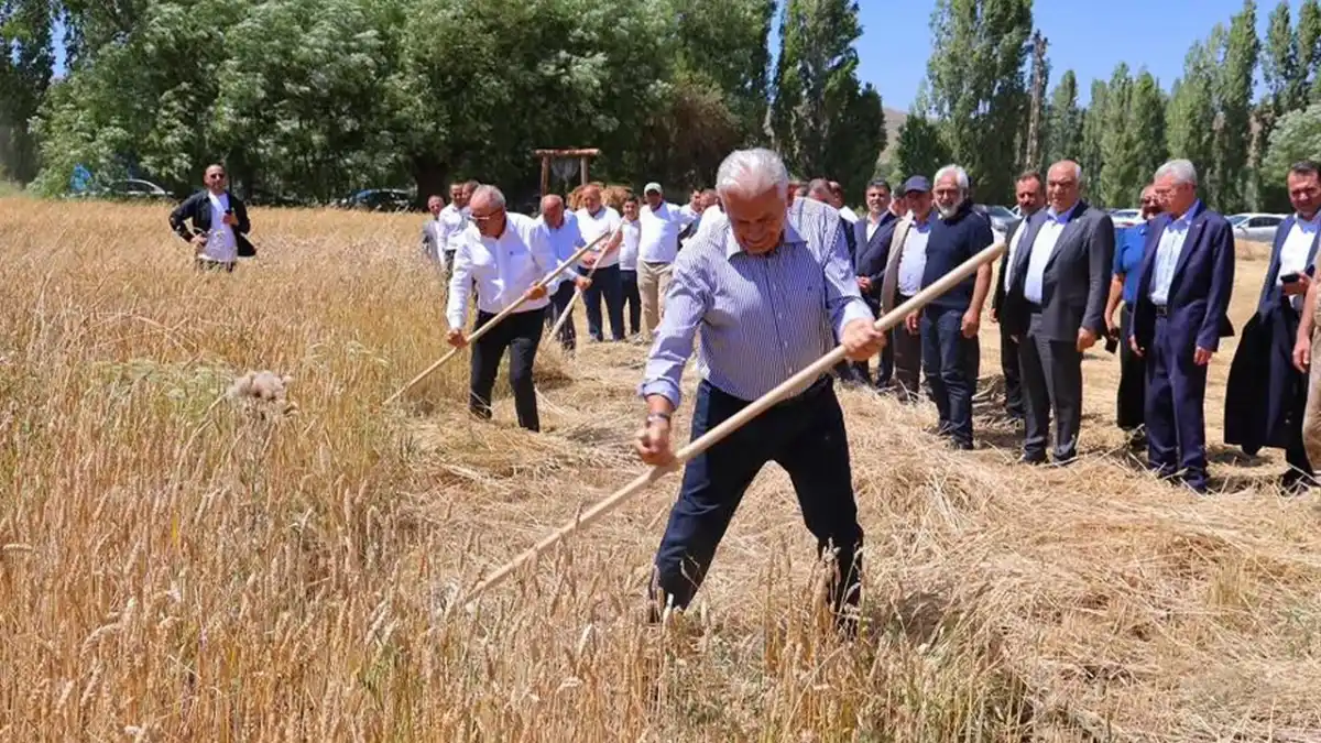 Binali Yıldırım Bayburt'ta tırpanla ekin biçip patoz vurdu
