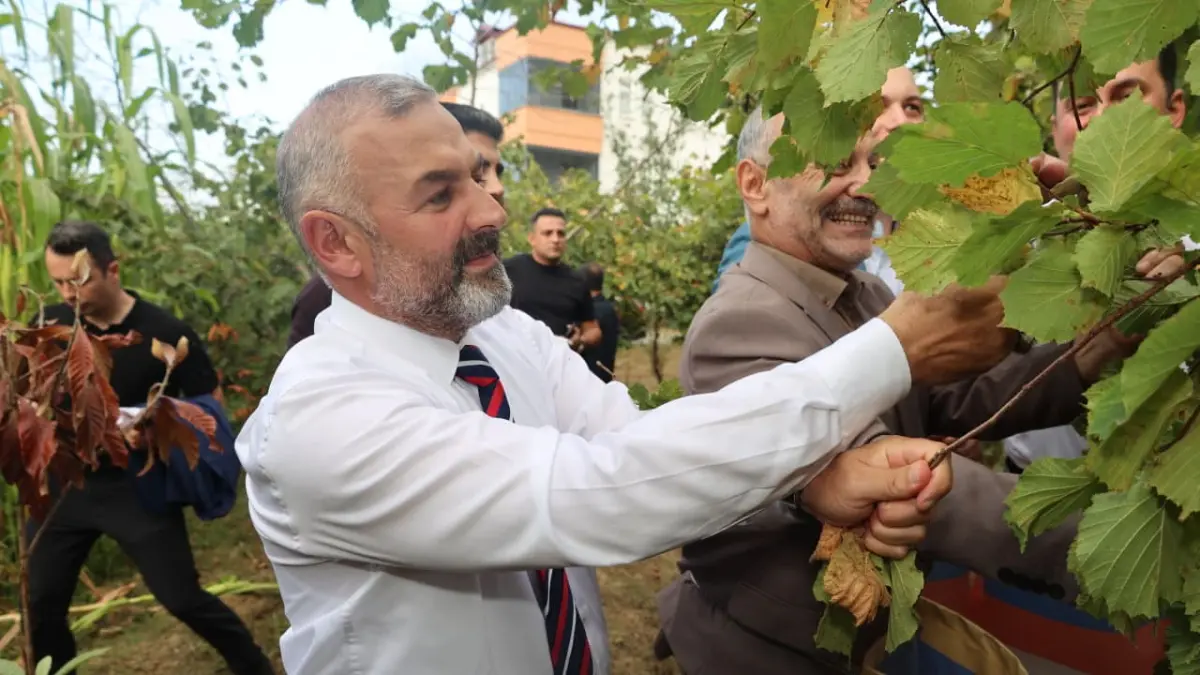 Coğrafi işaretli Arsin Foşa Fındığı'nda hasat sezonu başladı