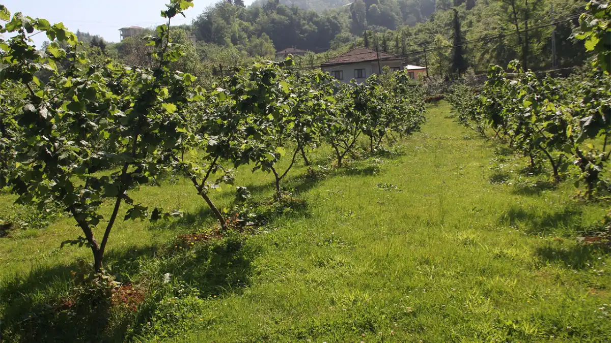 Giresun’da 400 kilo fındık hırsızlığında 7 şüpheli yakalandı