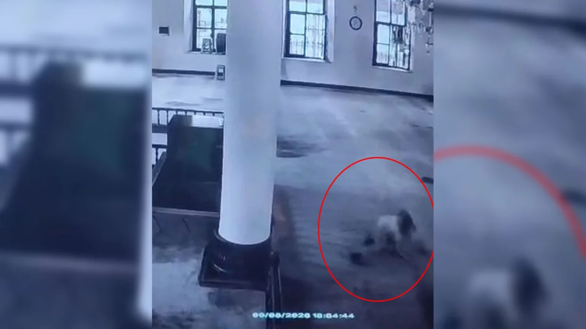Giresun’da camide şaşkına çeviren olay: 11 yaşındaki çocuk hastanelik oldu