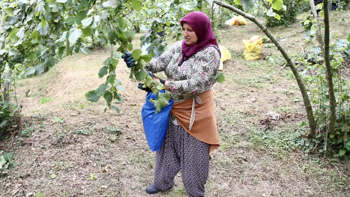 Giresun’da fındık hasadı başladı: Üreticiler bahçelere indi