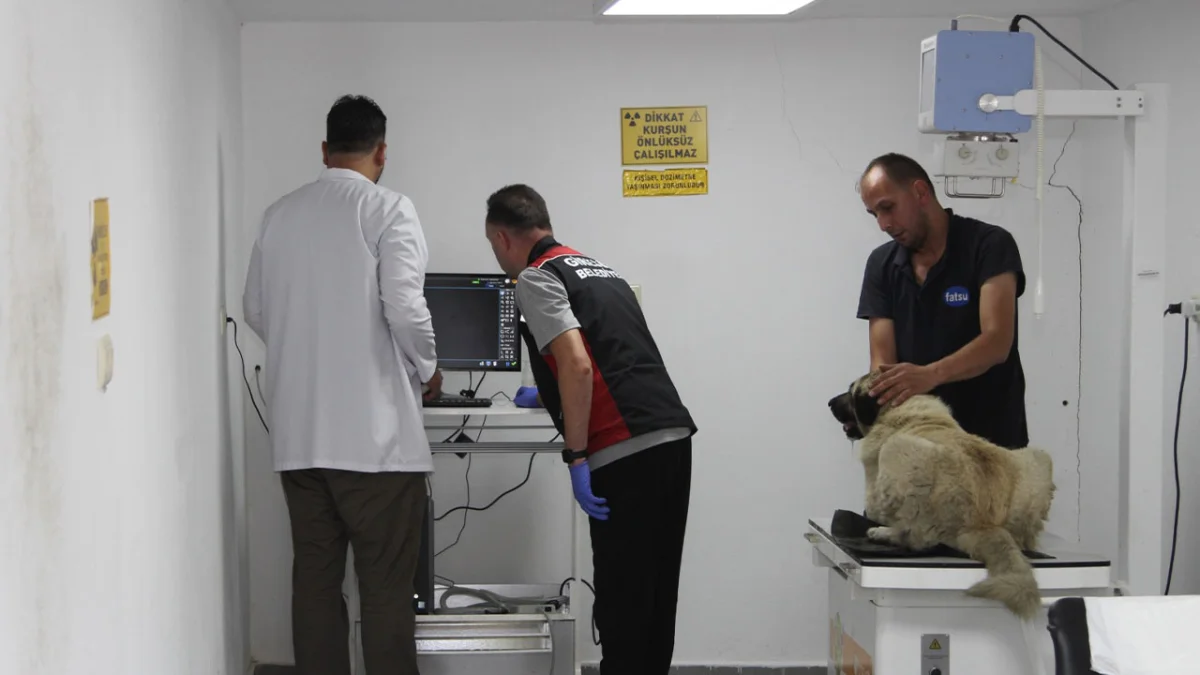 Giresun’da köpeği ezen sürücüye 13 bin lira ceza