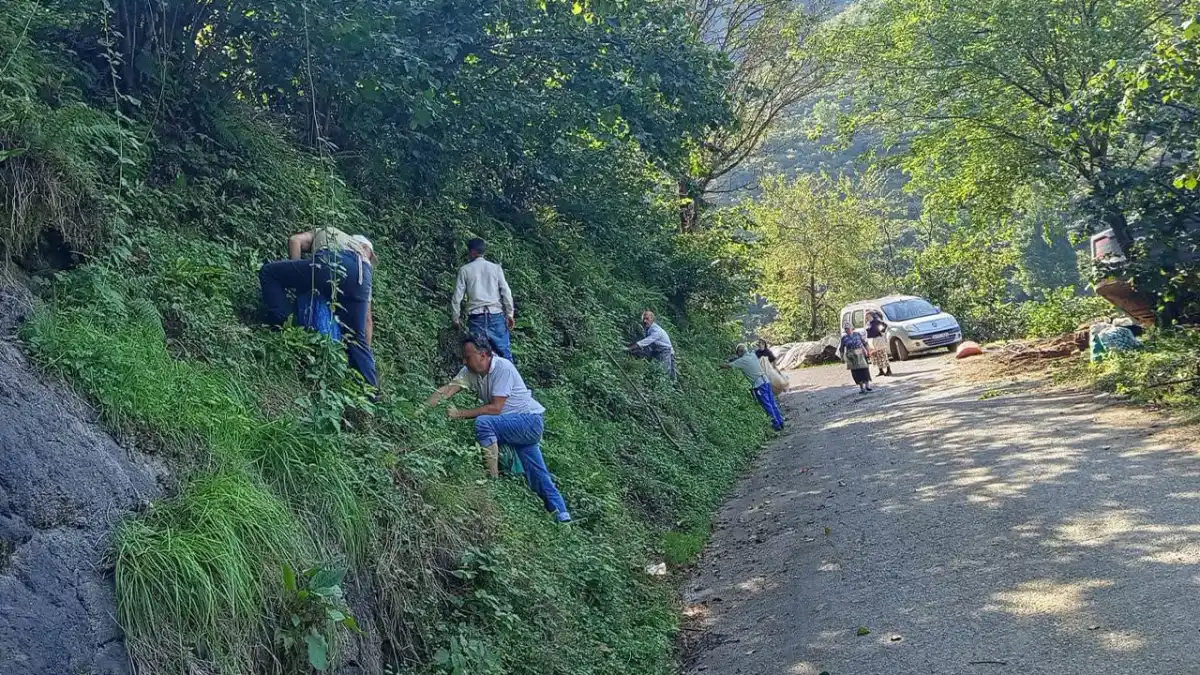 Giresun’da yarım kalan fındık hasadını köylüler tamamladı