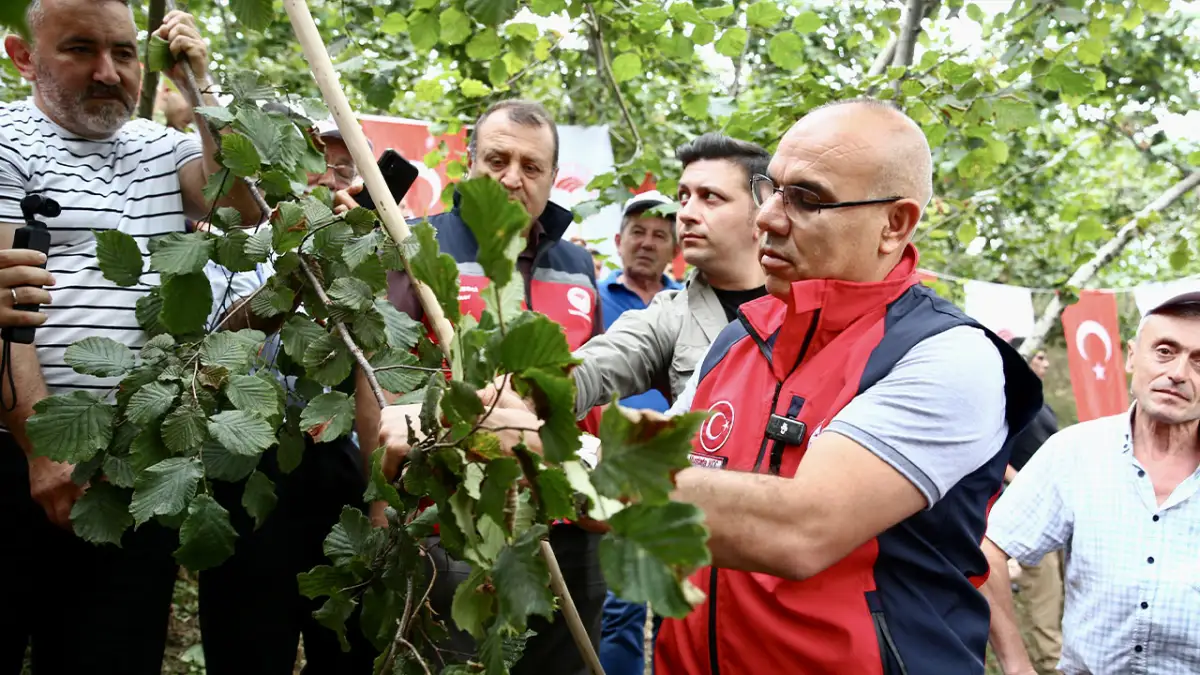 Giresun’da yeni sezon fındık hasadı için etkinlik düzenlendi