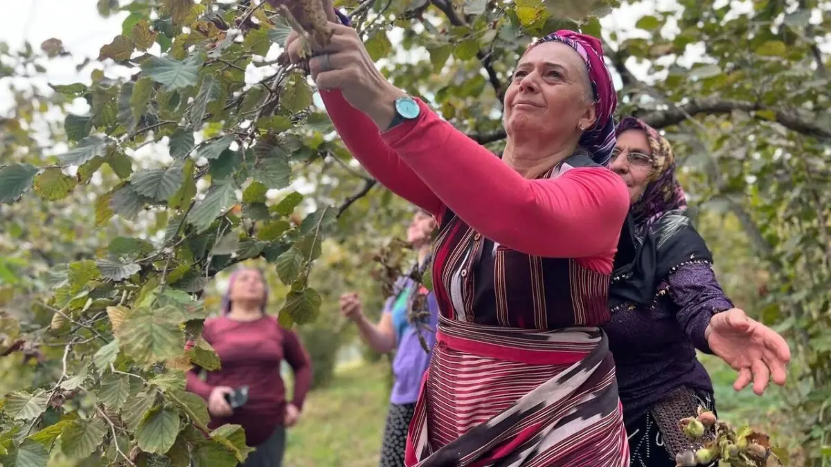 Milletvekili Sibel Suiçmez’den fındık fiyatına tepki: "255 TL kabul edilemez"