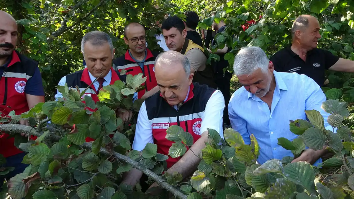Ordu’da 2026 yılı fındık hasadı resmen başladı