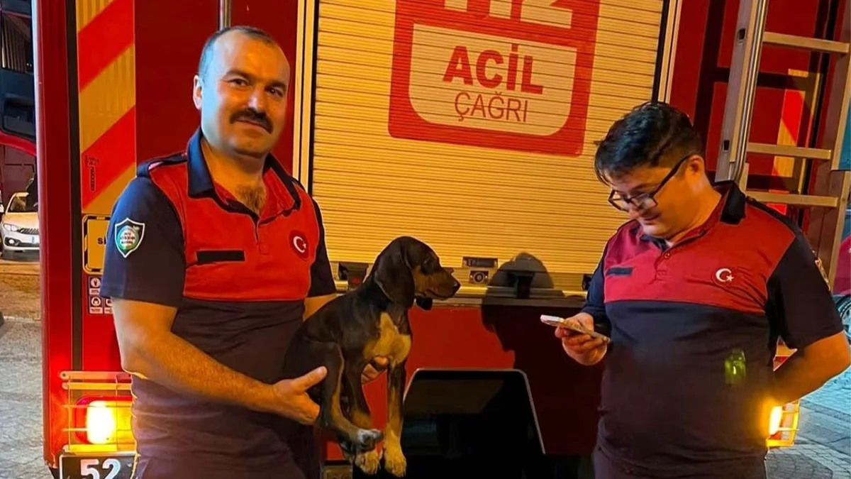 Ordu’da depoya düşen köpek itfaiye ekiplerince kurtarıldı