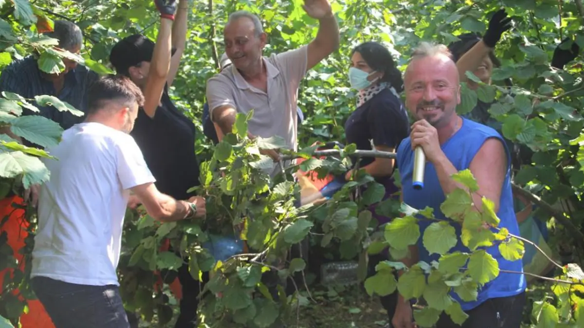 Ordu’da fındık bahçesinde ilginç görüntüler! İşçiler hasat yaparken konser verildi