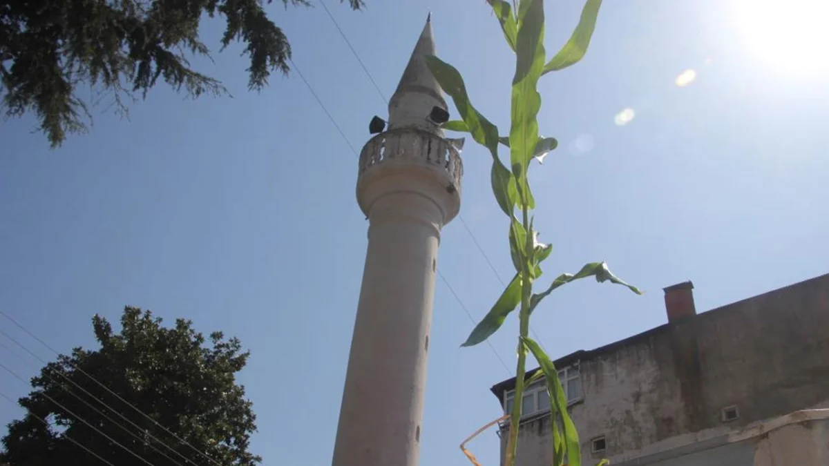 Ordu'da görenleri şaşırtan olay! Cami çatısında mısır yetişti