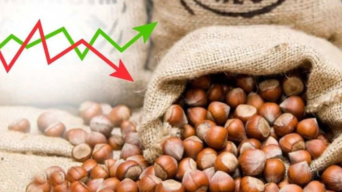 Tarım Kredi Kooperatifleri bu sezon fındık alımı yapacak mı?