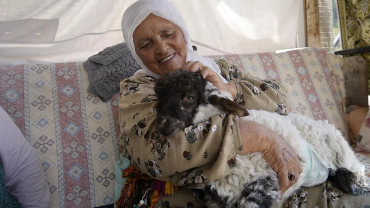 Torul'da kuzusunu torunu gibi büyütüyor! Boncuk aileden biri oldu