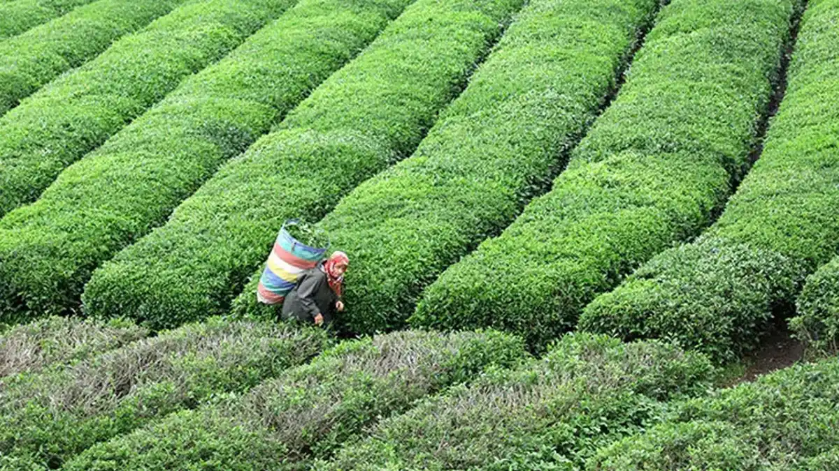 Trabzon’da çay bahçeleri için gübre uyarısı: Derhal incelenmeli