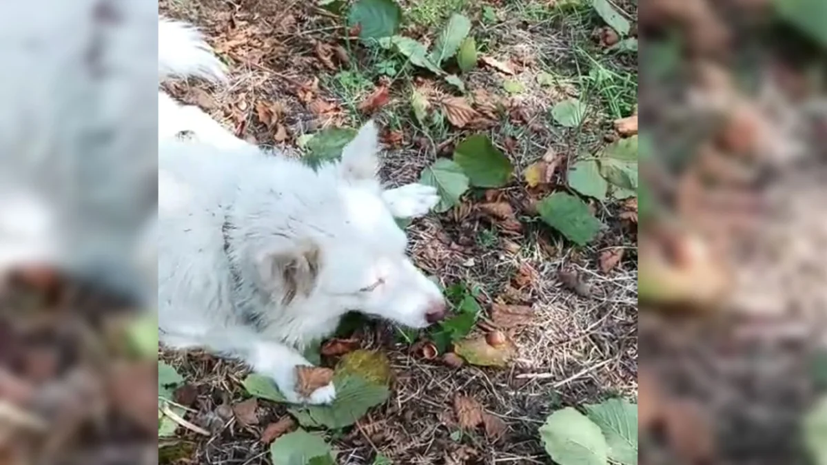 Trabzon’da fındık kıran köpek görenleri şaşkına çeviriyor