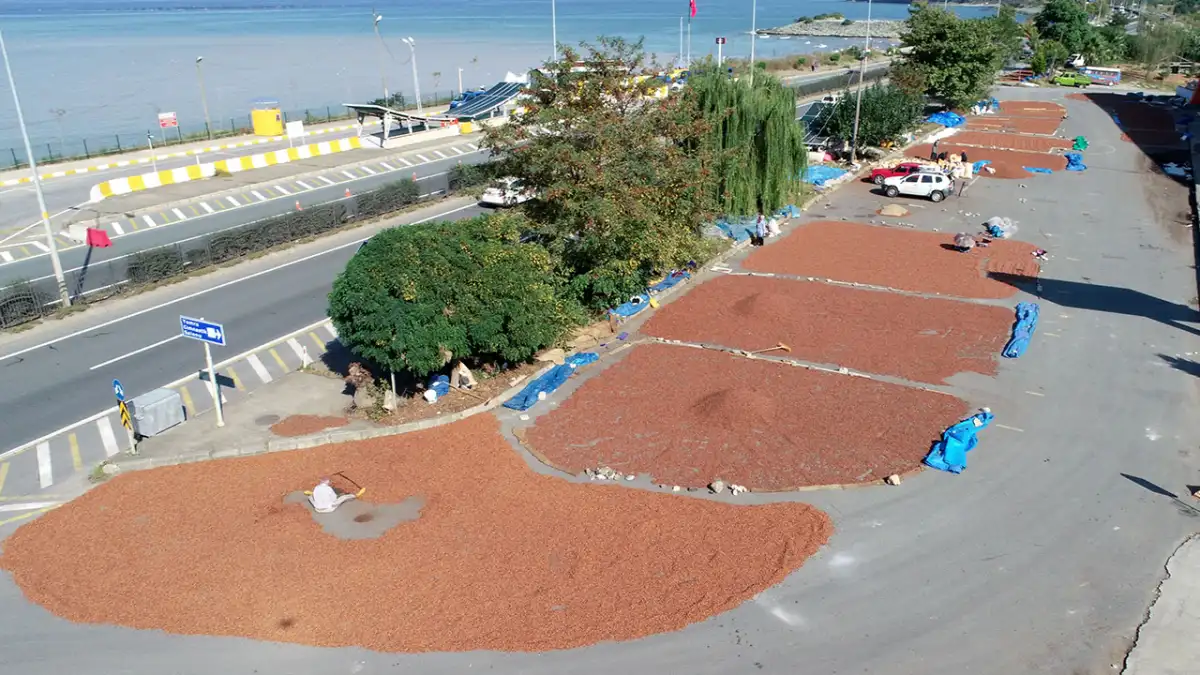 Trabzon’da fındık üreticileri sahil yolunda nöbet tutuyor