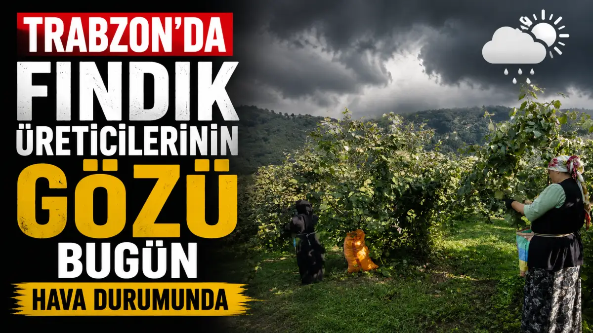 Trabzon’da fındık üreticilerinin gözü bugün hava durumunda