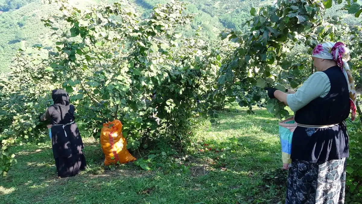 Trabzon’da fındık üreticilerinin gözü bugün hava durumunda