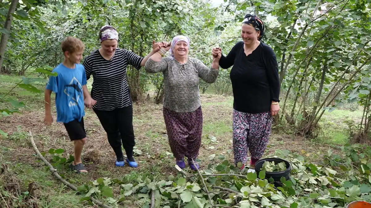 Trabzon'da horonlu türkülü fındık hasadı