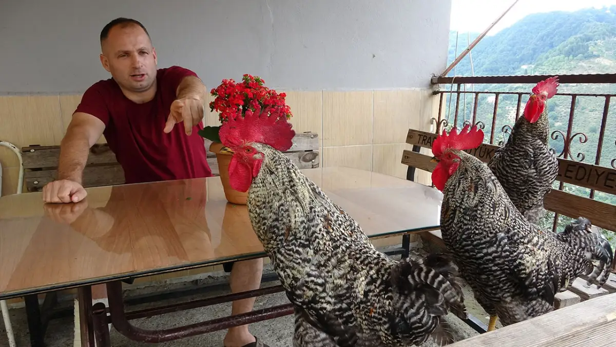 Trabzon’da komutla öten horozlar sosyal medyada ilgi görüyor