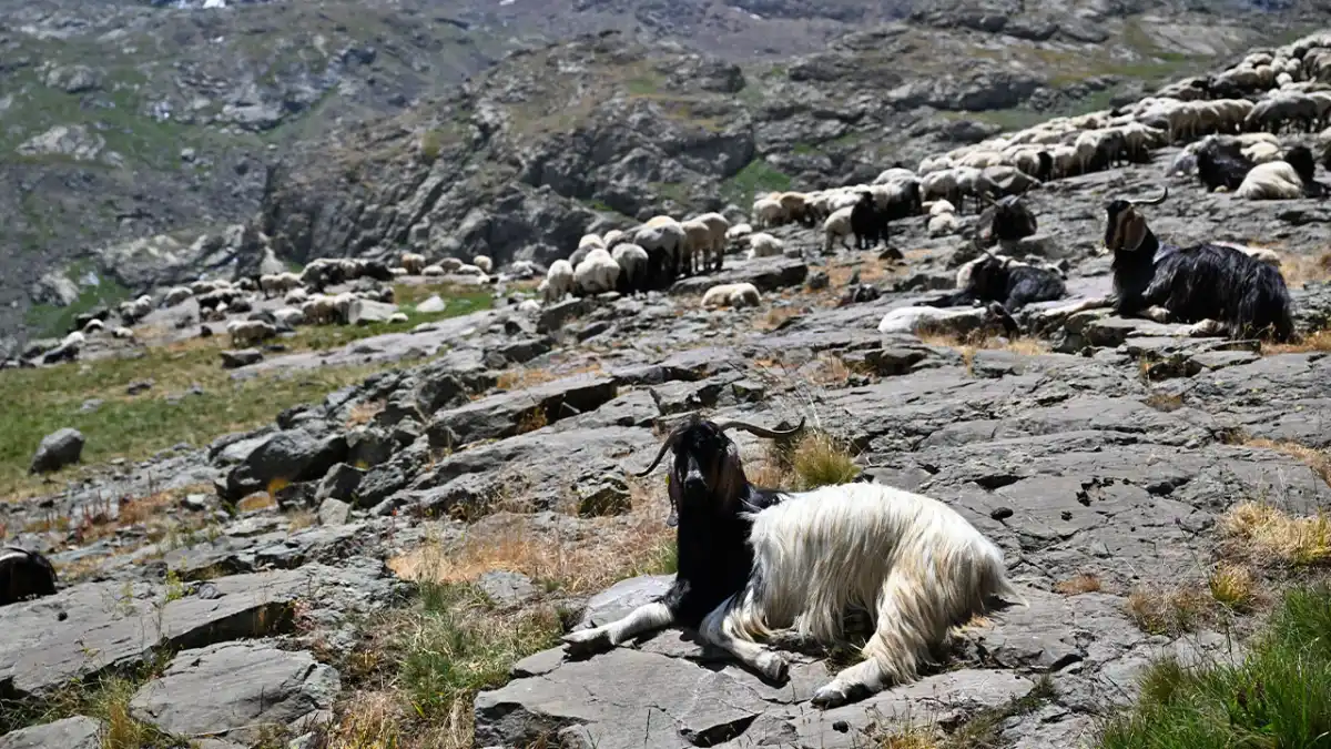 Trabzon’dan yola çıktılar! 500 hayvanla 120 kilometrelik yayla mesaisi